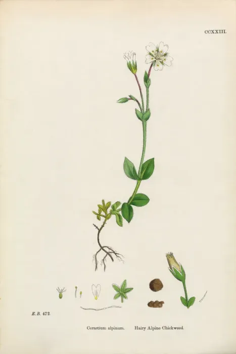 Framed Print : Hairy Alpine Chickweed, Cerastium Alpinum, Victorian Botanical Illustration, 1863 Framed Print : Hairy Alpine Chickweed, Cerastium Alpinum, Victorian Botanical Illustration, 1863