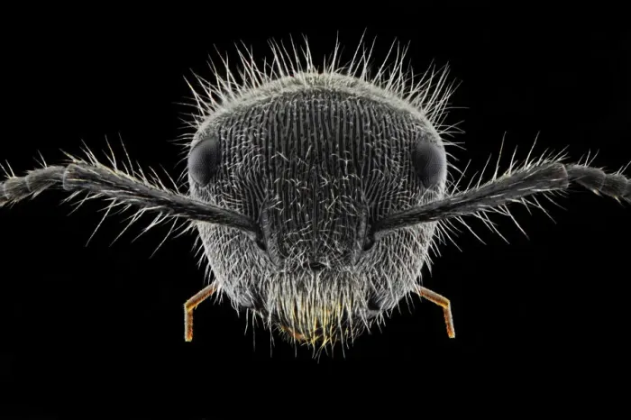 Framed Print : Hairy Ant. Insects On Earth, 495317645 Framed Print : Hairy Ant. Insects On Earth, 495317645