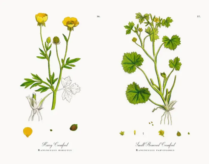 Framed Print : Hairy Crowfoot, Ranunculus hirsutus, Victorian Botanical Illustration, 1863 Framed Print : Hairy Crowfoot, Ranunculus hirsutus, Victorian Botanical Illustration, 1863