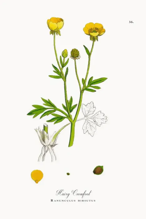 Framed Print : Hairy Crowfoot, Ranunculus hirsutus, Victorian Botanical Illustration, 1863 Framed Print : Hairy Crowfoot, Ranunculus hirsutus, Victorian Botanical Illustration, 1863