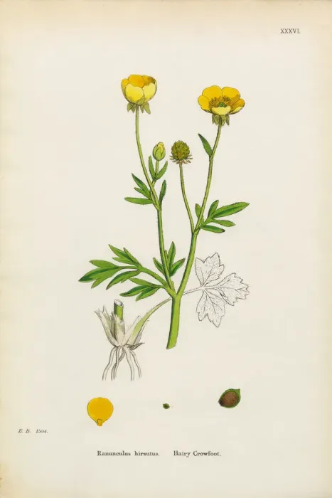 Framed Print : Hairy Crowfoot, Ranunculus hirsutus, Victorian Botanical Illustration, 1863 Framed Print : Hairy Crowfoot, Ranunculus hirsutus, Victorian Botanical Illustration, 1863