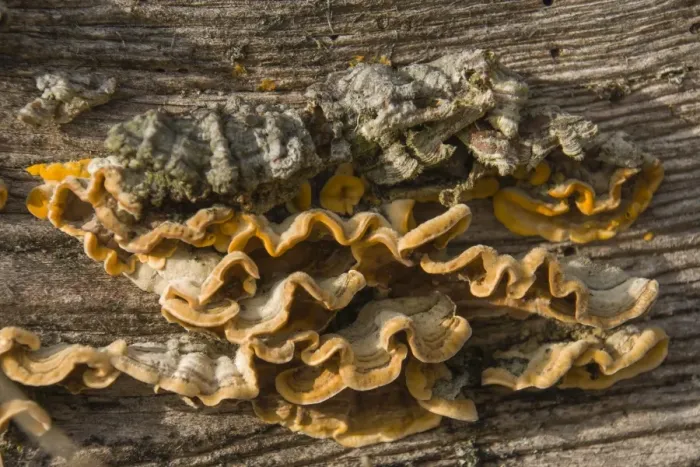 Framed Print : Hairy Curtain Crust -Stereum hirsutum-, Thuringia, Germany Framed Print : Hairy Curtain Crust -Stereum hirsutum-, Thuringia, Germany