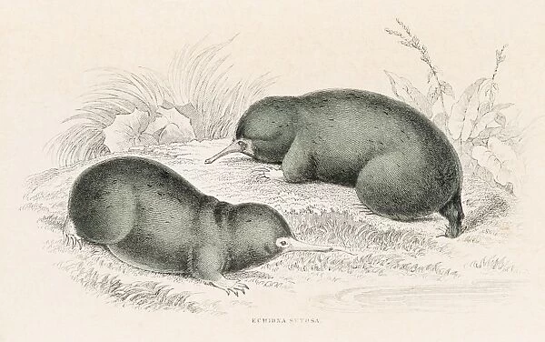 Hairy Echidna engraving 1855