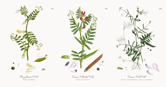 Framed Print : Hairy-flowered Vetch, Vicia hybrida, Victorian Botanical Illustration, 1863 Framed Print : Hairy-flowered Vetch, Vicia hybrida, Victorian Botanical Illustration, 1863