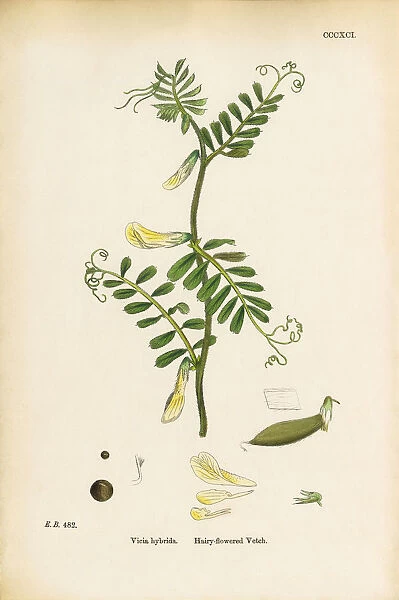 Hairy-flowered Vetch, Vicia hybrida, Victorian Botanical Illustration, 1863