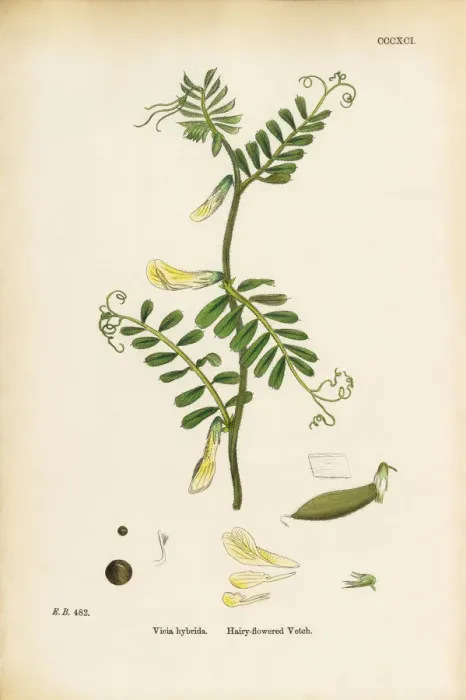 Framed Print : Hairy-flowered Vetch, Vicia hybrida, Victorian Botanical Illustration, 1863 Framed Print : Hairy-flowered Vetch, Vicia hybrida, Victorian Botanical Illustration, 1863