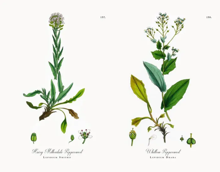 Framed Print : Hairy Mithridate Pepperwort, Lepidium Smithii, Victorian Botanical Illustration, 1863