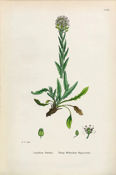 Hairy Mithridate Pepperwort, Lepidium Smithii, Victorian Botanical Illustration, 1863