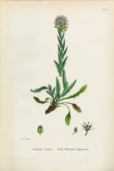 Framed Print : Hairy Mithridate Pepperwort, Lepidium Smithii, Victorian Botanical Illustration, 1863 Framed Print : Hairy Mithridate Pepperwort, Lepidium Smithii, Victorian Botanical Illustration, 1863