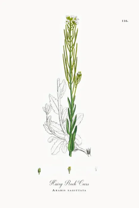 Framed Print : Hairy Rock Cress, Arabis sagittata, Victorian Botanical Illustration, 1863