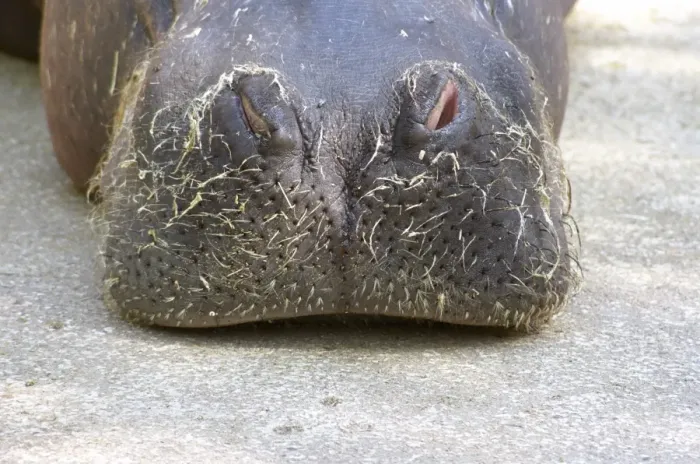 Framed Print : Hairy snout of a hippopotamus (Hippopotamus amphibius) in the zoo of Valencia, Spain, Europa