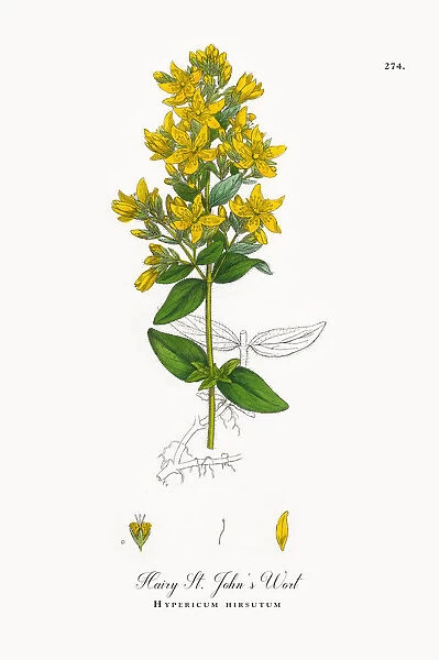 Hairy St. Johnas Wort, Hypericum hirsutum, Victorian Botanical Illustration, 1863