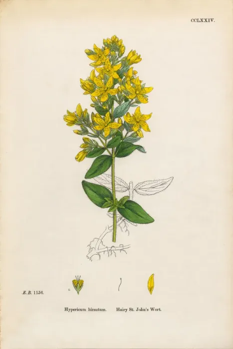 Framed Print : Hairy St. Johnas Wort, Hypericum hirsutum, Victorian Botanical Illustration, 1863 Framed Print : Hairy St. Johnas Wort, Hypericum hirsutum, Victorian Botanical Illustration, 1863