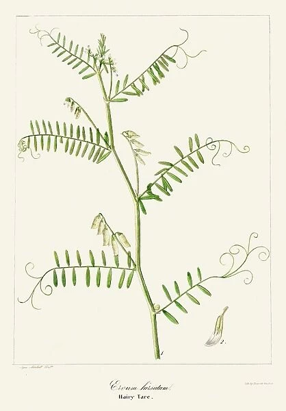 Hairy tare plant botanical engraving 1843