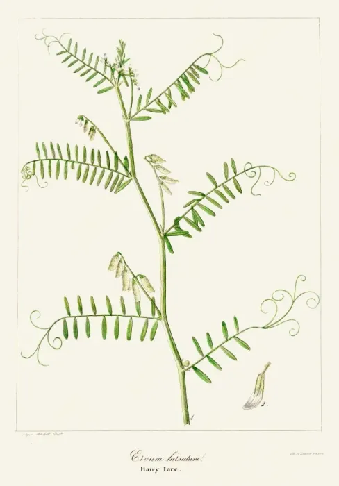 Framed Print : Hairy tare plant botanical engraving 1843 Framed Print : Hairy tare plant botanical engraving 1843