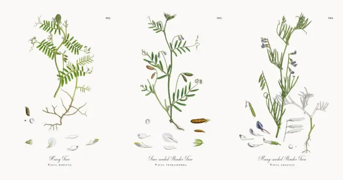 Framed Print : Hairy Tare, Vicia hirsuta, Victorian Botanical Illustration, 1863 Framed Print : Hairy Tare, Vicia hirsuta, Victorian Botanical Illustration, 1863