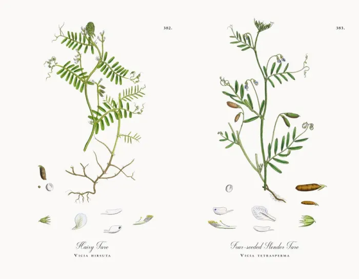 Framed Print : Hairy Tare, Vicia hirsuta, Victorian Botanical Illustration, 1863 Framed Print : Hairy Tare, Vicia hirsuta, Victorian Botanical Illustration, 1863