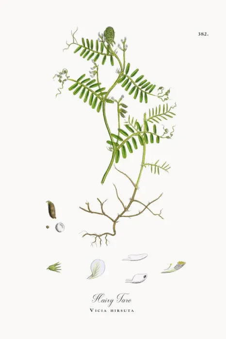 Framed Print : Hairy Tare, Vicia hirsuta, Victorian Botanical Illustration, 1863 Framed Print : Hairy Tare, Vicia hirsuta, Victorian Botanical Illustration, 1863