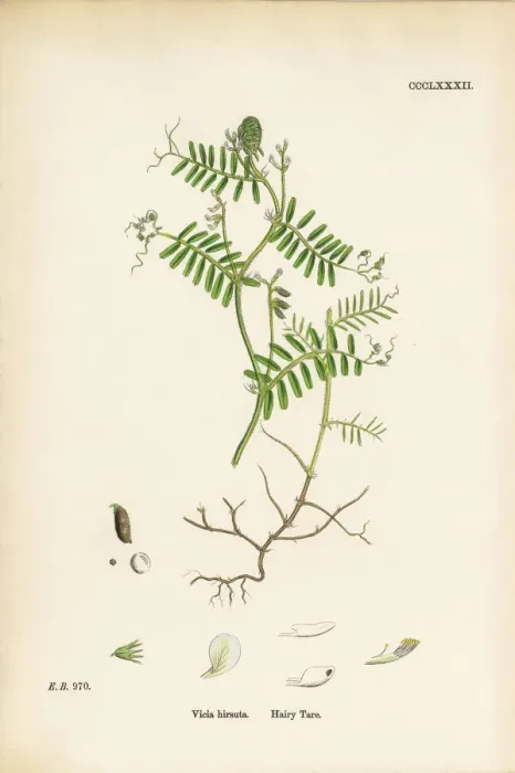 Framed Print : Hairy Tare, Vicia hirsuta, Victorian Botanical Illustration, 1863 Framed Print : Hairy Tare, Vicia hirsuta, Victorian Botanical Illustration, 1863