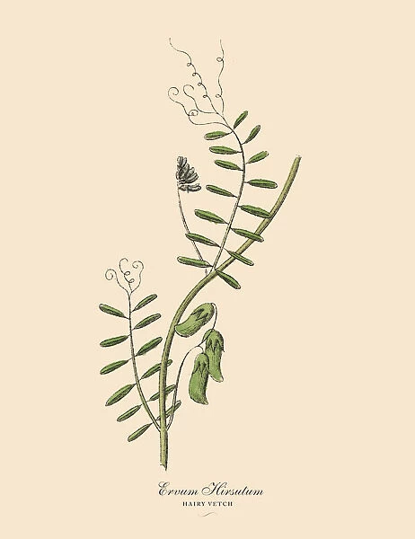Hairy Vetch, Legumes, Victorian Botanical Illustration