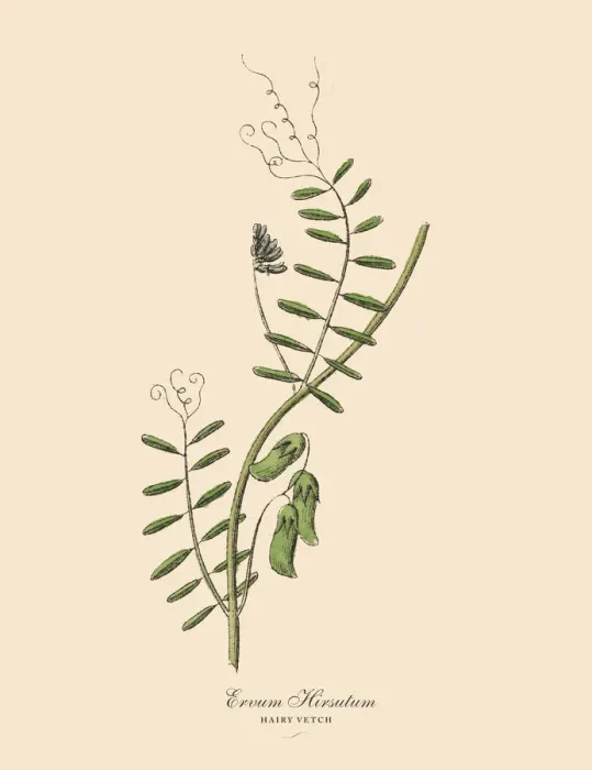 Framed Print : Hairy Vetch, Legumes, Victorian Botanical Illustration Framed Print : Hairy Vetch, Legumes, Victorian Botanical Illustration
