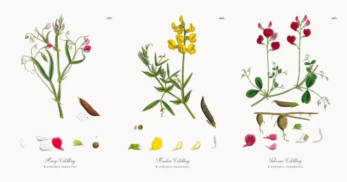 Framed Print : Hairy Vetchling, Lathyrus hirsutus, Victorian Botanical Illustration, 1863 Framed Print : Hairy Vetchling, Lathyrus hirsutus, Victorian Botanical Illustration, 1863