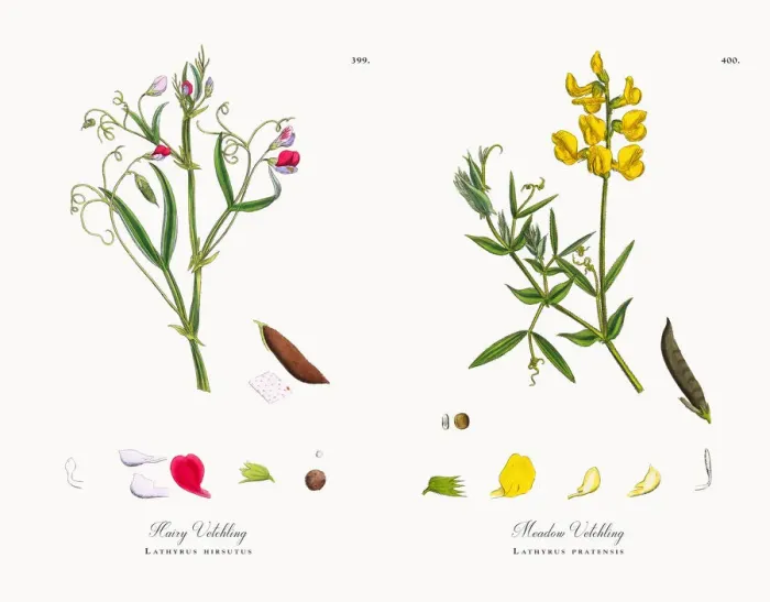 Framed Print : Hairy Vetchling, Lathyrus hirsutus, Victorian Botanical Illustration, 1863 Framed Print : Hairy Vetchling, Lathyrus hirsutus, Victorian Botanical Illustration, 1863