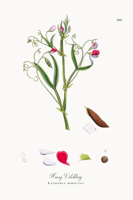 Framed Print : Hairy Vetchling, Lathyrus hirsutus, Victorian Botanical Illustration, 1863 Framed Print : Hairy Vetchling, Lathyrus hirsutus, Victorian Botanical Illustration, 1863