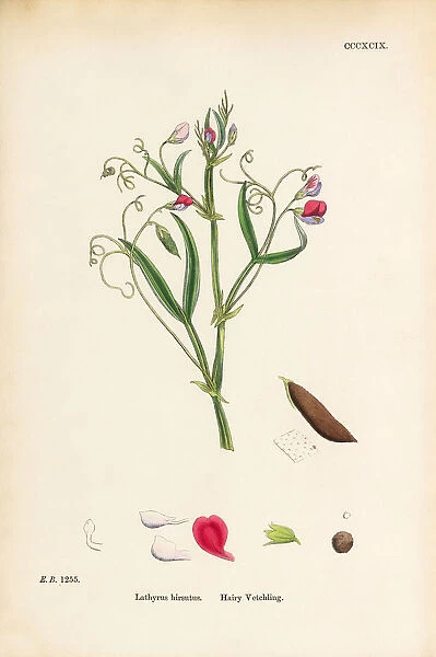 Hairy Vetchling, Lathyrus hirsutus, Victorian Botanical Illustration, 1863