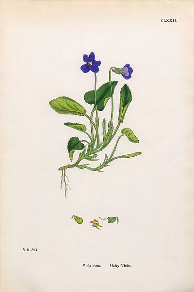 Hairy Violet, Viola Hirta, Victorian Botanical Illustration, 1863
