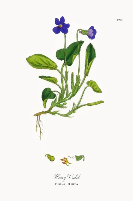 Framed Print : Hairy Violet, Viola Hirta, Victorian Botanical Illustration, 1863 Framed Print : Hairy Violet, Viola Hirta, Victorian Botanical Illustration, 1863