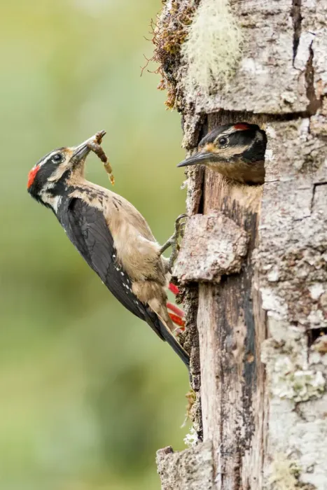 Framed Print : Hairy Woodpecker Framed Print : Hairy Woodpecker