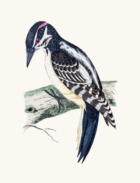 Framed Print : Hairy Woodpecker bird Framed Print : Hairy Woodpecker bird