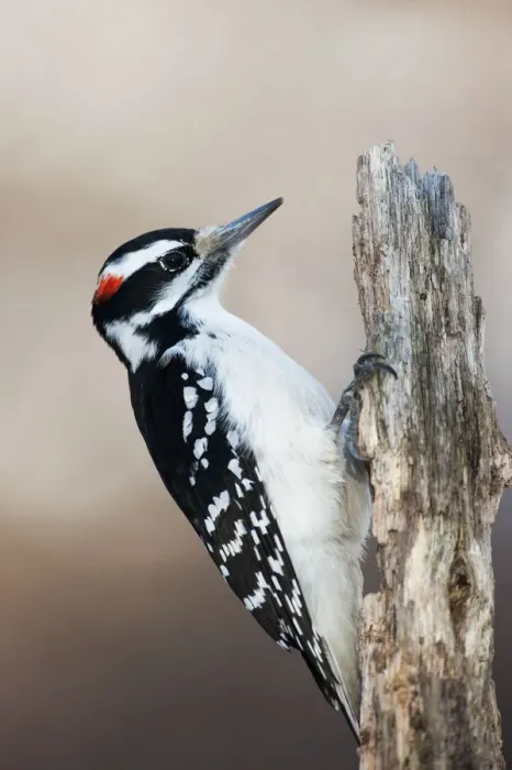 Framed Print : Hairy woodpecker portrait Framed Print : Hairy woodpecker portrait
