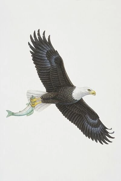 Haliaeetus leucocephalus, flying Bald eagle holding a fish in its talons
