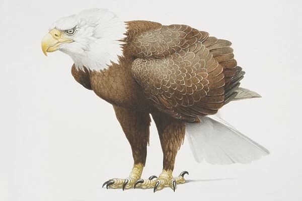 Haliaeetus leucocephalus, side view of bald head eagle with white head and brown body