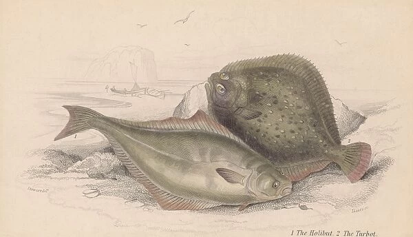 The Halibut And The Turbot