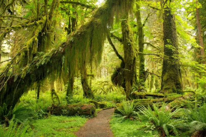 Framed Print : Hall of Mosses Framed Print : Hall of Mosses