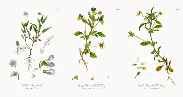 Framed Print : Halleras Dog Violet, Viola Stagnina, Victorian Botanical Illustration, 1863 Framed Print : Halleras Dog Violet, Viola Stagnina, Victorian Botanical Illustration, 1863