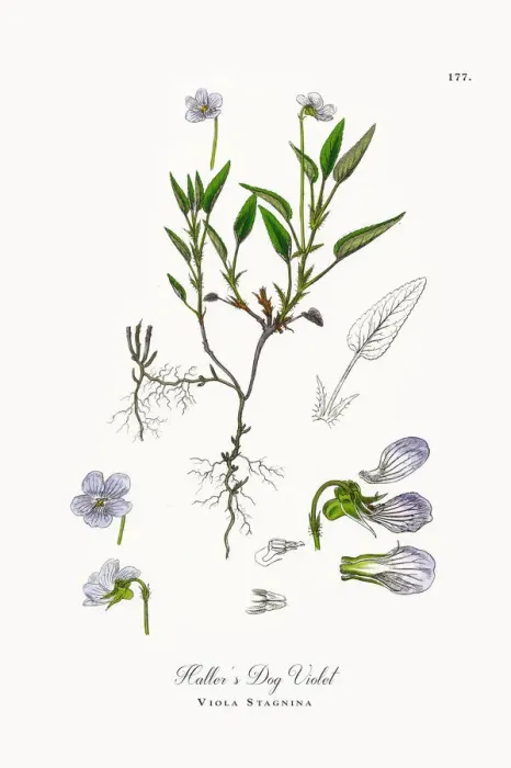 Framed Print : Halleras Dog Violet, Viola Stagnina, Victorian Botanical Illustration, 1863 Framed Print : Halleras Dog Violet, Viola Stagnina, Victorian Botanical Illustration, 1863