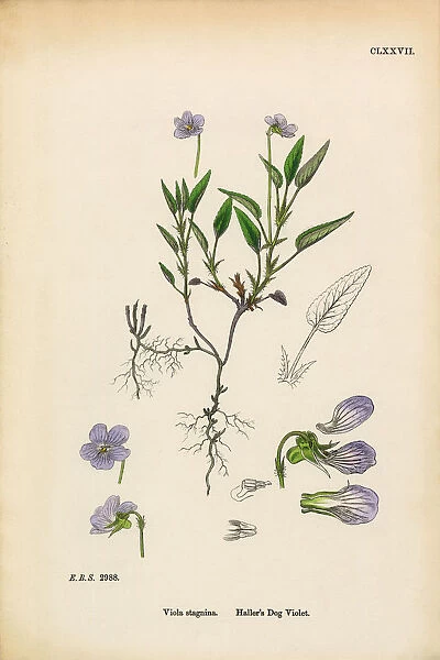 Halleras Dog Violet, Viola Stagnina, Victorian Botanical Illustration, 1863
