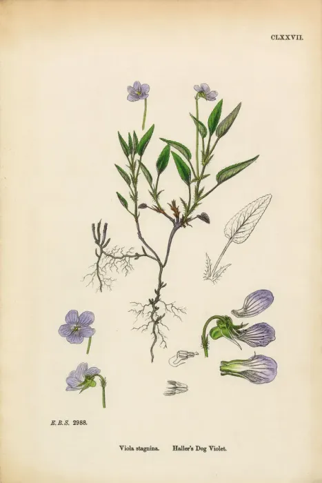 Framed Print : Halleras Dog Violet, Viola Stagnina, Victorian Botanical Illustration, 1863 Framed Print : Halleras Dog Violet, Viola Stagnina, Victorian Botanical Illustration, 1863