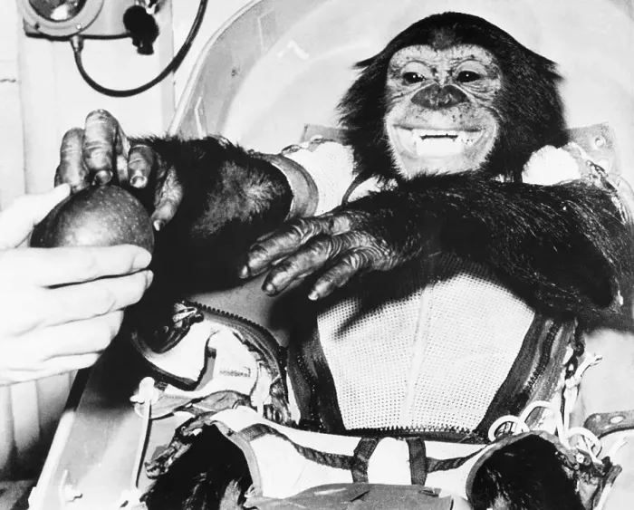 Framed Print : Ham the Chimpanzee in Spacesuit Framed Print : Ham the Chimpanzee in Spacesuit