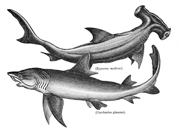 Hammerhead and sand tiger shark engraving 1897