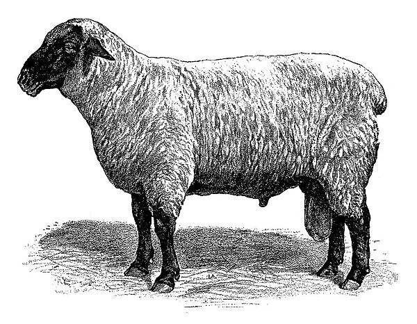 Hampshire or Hampshire Down sheep