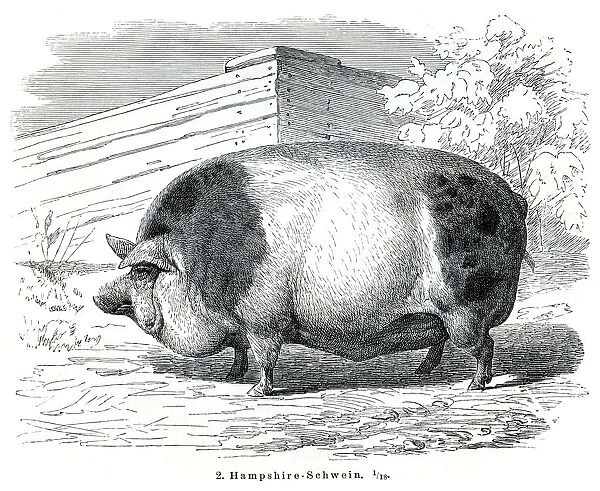 Hampshire Pigs engraving 1895