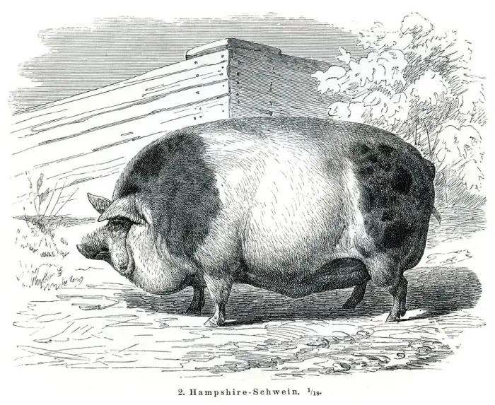 Framed Print : Hampshire Pigs engraving 1895 Framed Print : Hampshire Pigs engraving 1895