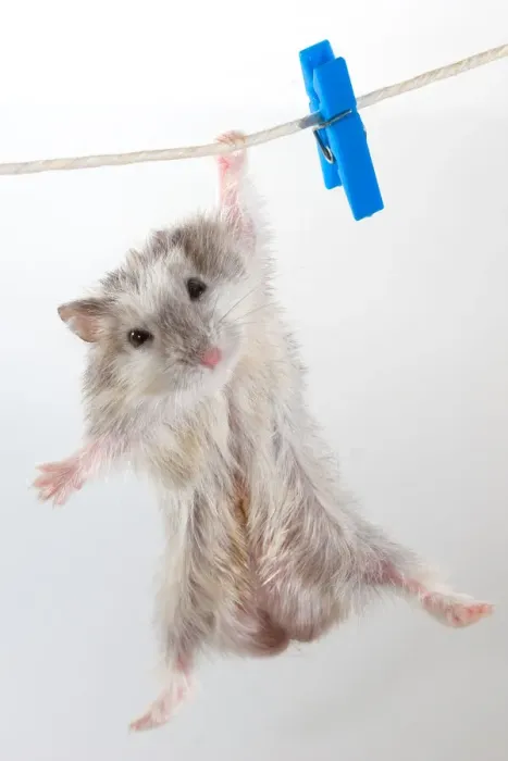 Framed Print : Hamster hanging on clothes line