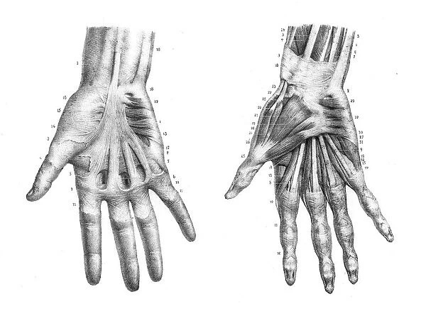 Hand anatomy engraving 1866