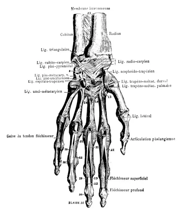 Framed Print : Hand bones Framed Print : Hand bones